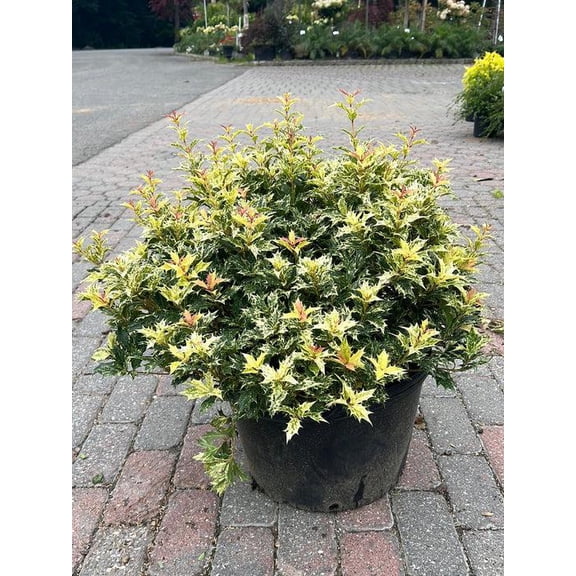 RedCrocus Goshiki Osmanthus (Variegated False Holly) Live Plant - Evergreen Shrub, Fragrant Fall Blooms, Low Hedge or Container  1 Gallon Nursery Pot