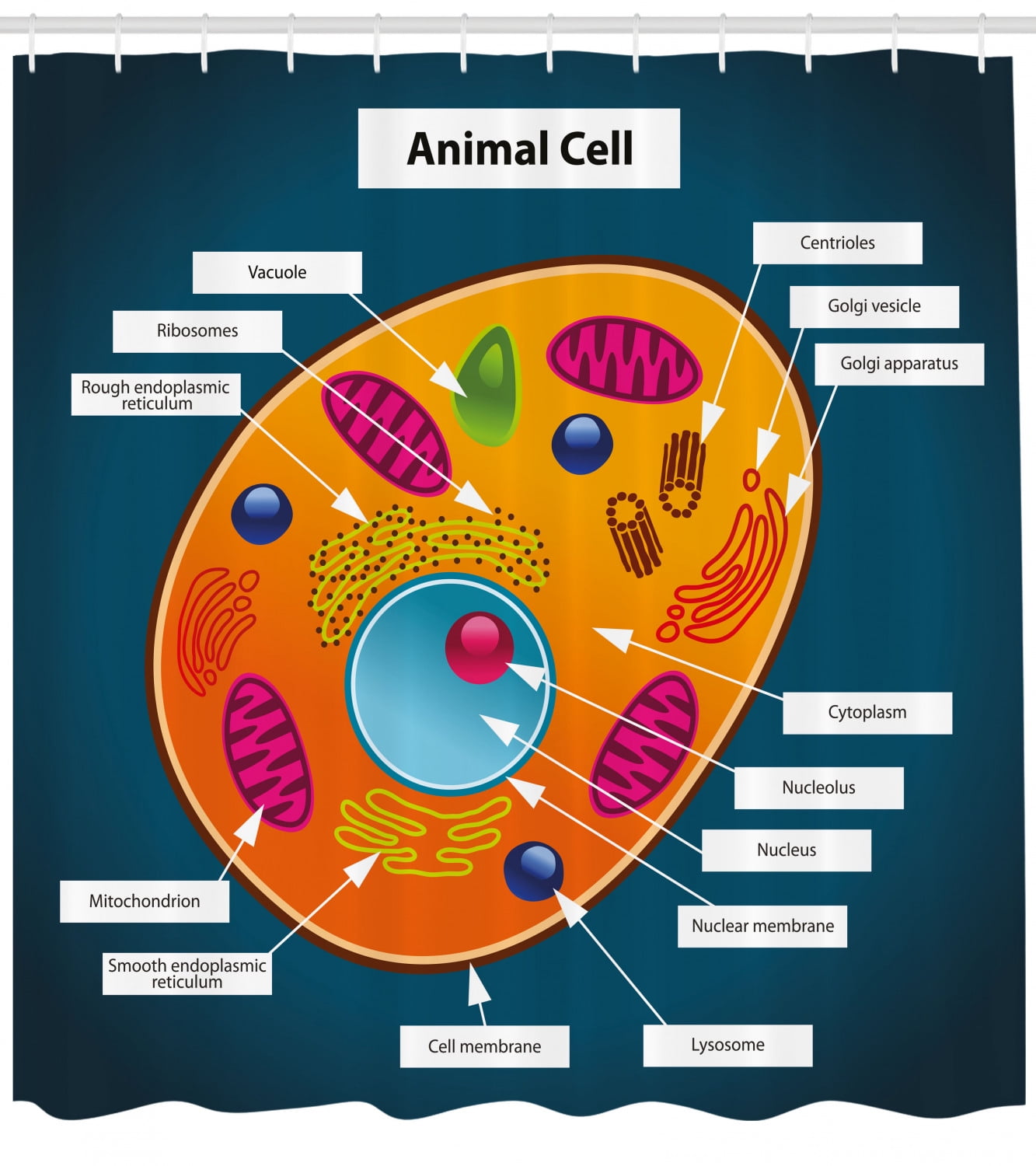 Educational Shower Curtain, Science at School Cell of an Animal Colorful Display Medical Studies