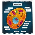 thumbnail image 3 of Ambesonne Science Shower Curtain, Science at, 69"Wx70"L, Multicolor, 3 of 3