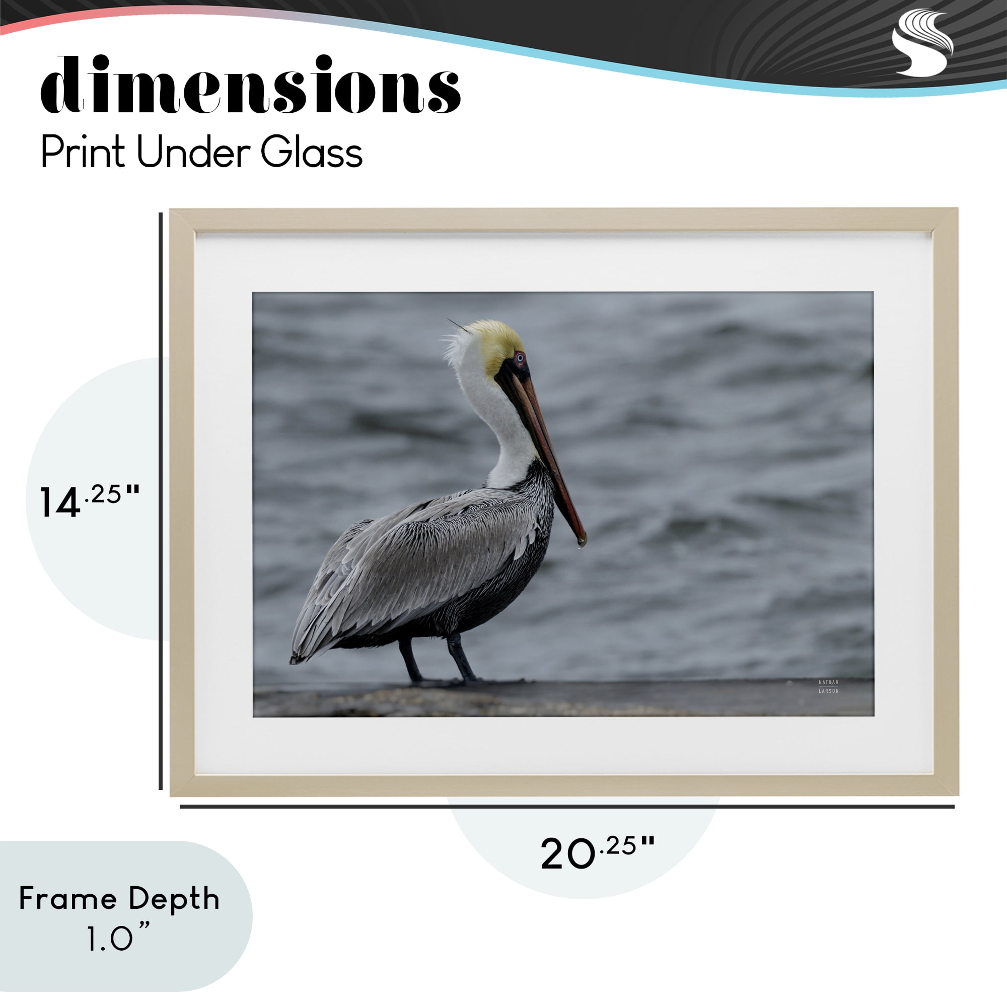 Stupell Industries Pelican Watch Photography Birch Framed Print Under Glass, design by Nathan Larson