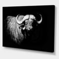 thumbnail image 3 of Designart ' Black and White Portrait Of Buffalo I ' Farmhouse Canvas Wall Art Print, 3 of 4