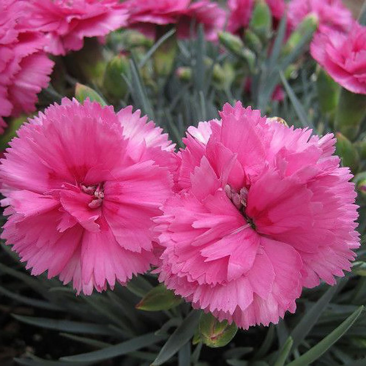 Peman Border Carnation - Dianthus caryophyllus - 2.5" Pot - Walmart.com