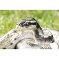 thumbnail image 4 of Hi-Line Gifts 7.75" Regius Python Outdoor Garden Statue, 4 of 5