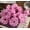 Dark pink, variant on 10 pcs Real Touch Latex Silk Artificial fake plastic Daisy Chrysanthemum Flowers Sun Chrysanthemum,Sunflower,Dimorphotheca,home Decoration DIY Flower Bouquet