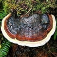 thumbnail image 3 of Gourmet and Medicinal Mushroom Cultures (Red-Banded Polypore (Fomitopsis pinicola)), 3 of 3