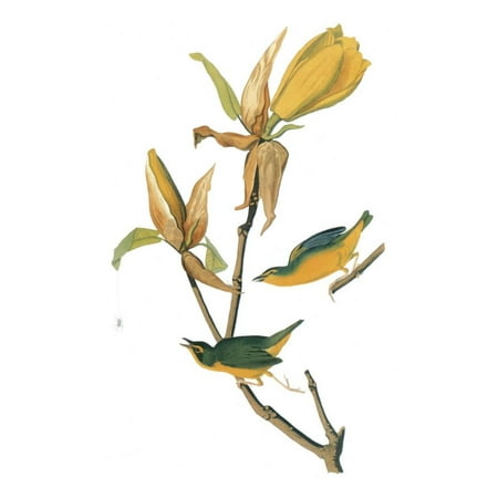 - Audubon: Warbler Print Wall Art By John James Audubon