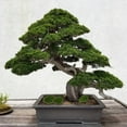 thumbnail image 2 of Shisuyan Simulated Moss Stone Artificial Moss Rocks Flocking 24pcs, 2 of 9