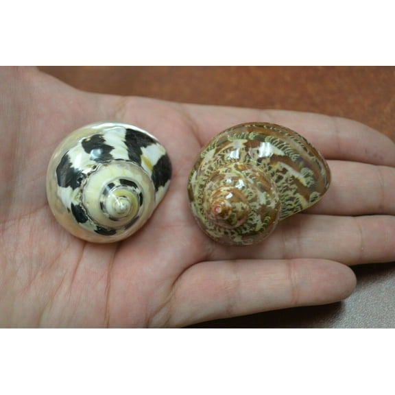 2 Pcs Small Petholatus & Pico Jade Seashell Hermit Crab 1 1/2" - 2"