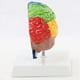 thumbnail image 5 of 3X Hemisferio Derecho del Cerebro Modelo de Cuerpo Humano Educación Modelo de Cerebro 1:1 para Estudiantes Enseñanza Estudio Modelo de Ensamblaje, 5 of 5