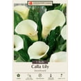 thumbnail image 2 of Snowboard Calla Lily Bulb - 14/16cm Bulb - 1 Bulb, 2 of 4
