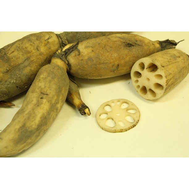 Food Lotus Root Soil Mechanics Hole Vegetables20 Inch By 30 Inch Laminated Poster With Bright