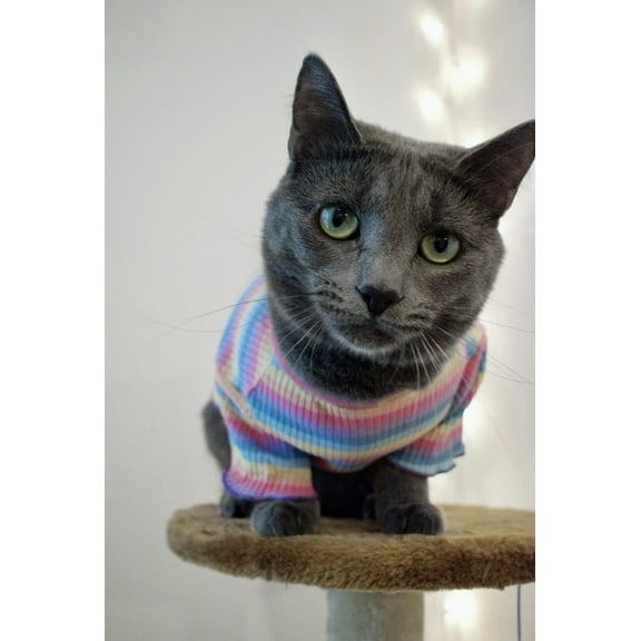 Soft Dog T-Shirt/ Cotton Small Cute Pet Clothes (Rainbow)