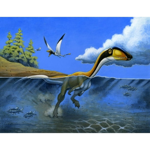A Megapnosaurus dinosaur goes for a swim in a prehistoric lake Poster Print - Walmart.com