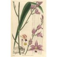 thumbnail image 2 of Sharp-Petaled Bletia Or Pine Pink Orchid, Bletiaa Poster Print By ® Florilegius Mary Evans (18 X 24), 2 of 4