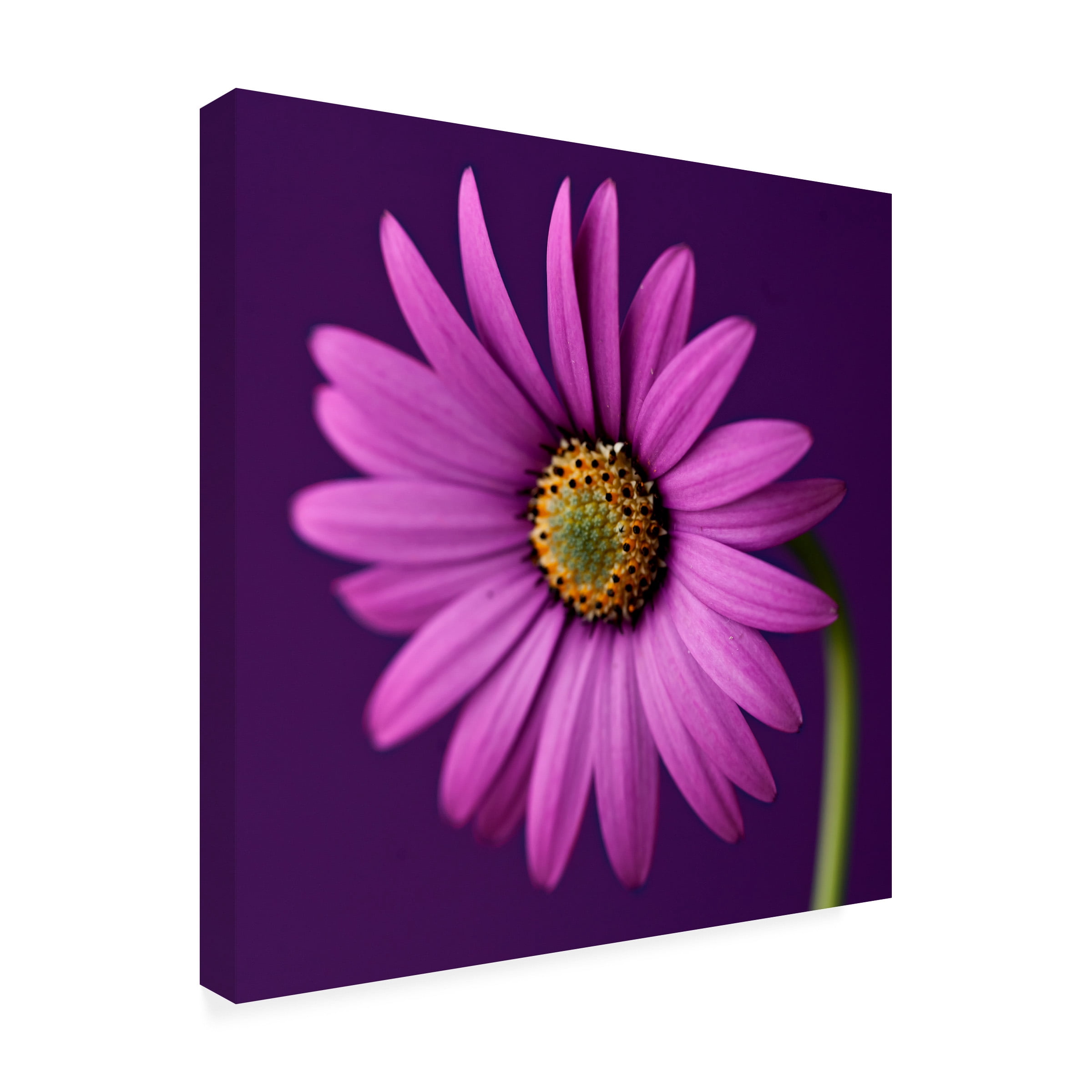 Symposium Design 'Plum Daises I' Canvas Art