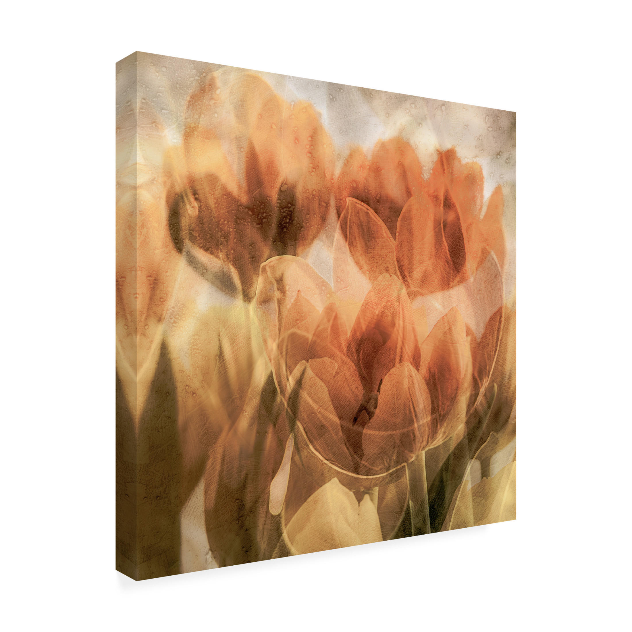 Canvas Wall Art - Luc Vangindertael (Lagrange) 'Tulips' Wall Art for Living Room, Bedroom, or Office D?cor by Trademark Fine Art - 14 x 14 Inches