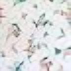 Elegant Comfort Ultra Soft Set of 2 Floral Pint Pillowcases - 1500 Series Hotel Quality Microfiber, Soft and Smooth Hidden Zipper Closure 2-Piece Pillow Covers - Body Pillowcase, Pink Celia