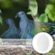 thumbnail image 4 of 30 huevos de paloma de plástico sólido para engañar a las aves y evitar que pongan huevos., 4 of 6