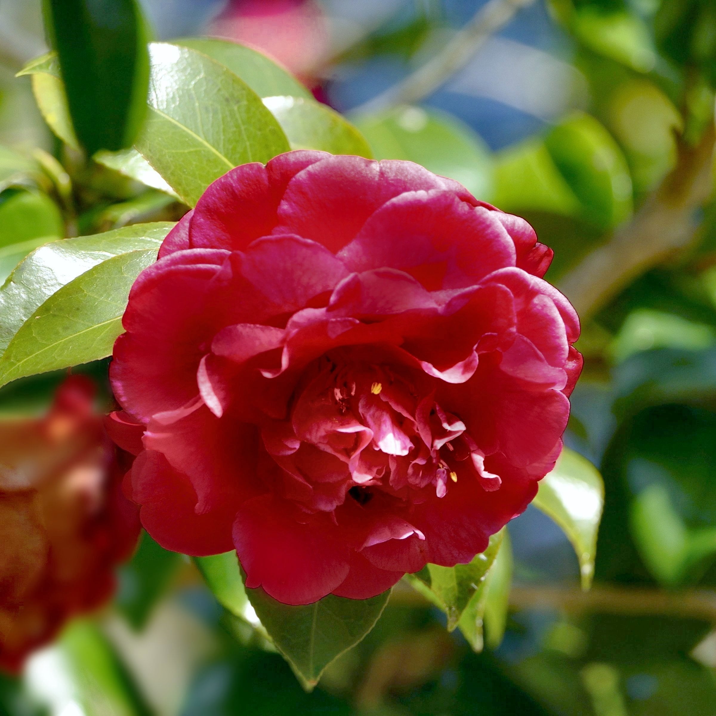 National Plant Network 3 gal. Camellia Kramer Supreme Live Shrub