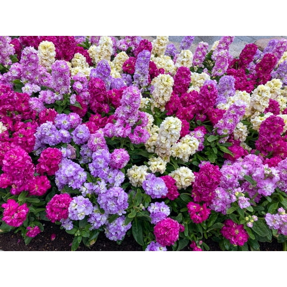 50 MIXED COLORS STOCK Matthiola Incana Ten-Week Gillyflower Blue White Pink Red Purple Seeds