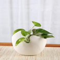 thumbnail image 2 of Maceta de cerámica moderna, maceta blanca para plantas s, plantas de serpiente Mediano 235x19cm Zulema maceta interior, 2 of 7