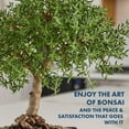 thumbnail image 6 of Garden Republic Bonsai Tree Kit, All-in-One Indoor Grow Kit, 6 of 7