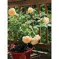 thumbnail image 4 of 30 Rare Seeds| Lichfield Angel David Austin Rose Seeds#1022 |BUY 4 GET 1 FREE|, 4 of 4