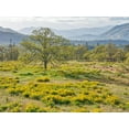 thumbnail image 2 of Eggers, Terry 14x12 Black Ornate Wood Framed with Double Matting Museum Art Print Titled - USA-Washington State Lone Oak Tree in field of wildflowers, 2 of 4