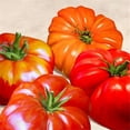 thumbnail image 1 of Affiche Tomates Imprimée par Remo Barbieri&44; 24 x 24 - Grande, 1 of 1