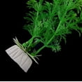 thumbnail image 5 of JoyMoreToys Artificial Aquarium Green Plant 12.6 Inch Tall with Weighted Base, Plastic Fish Tank Plant Decoration, 5 of 5