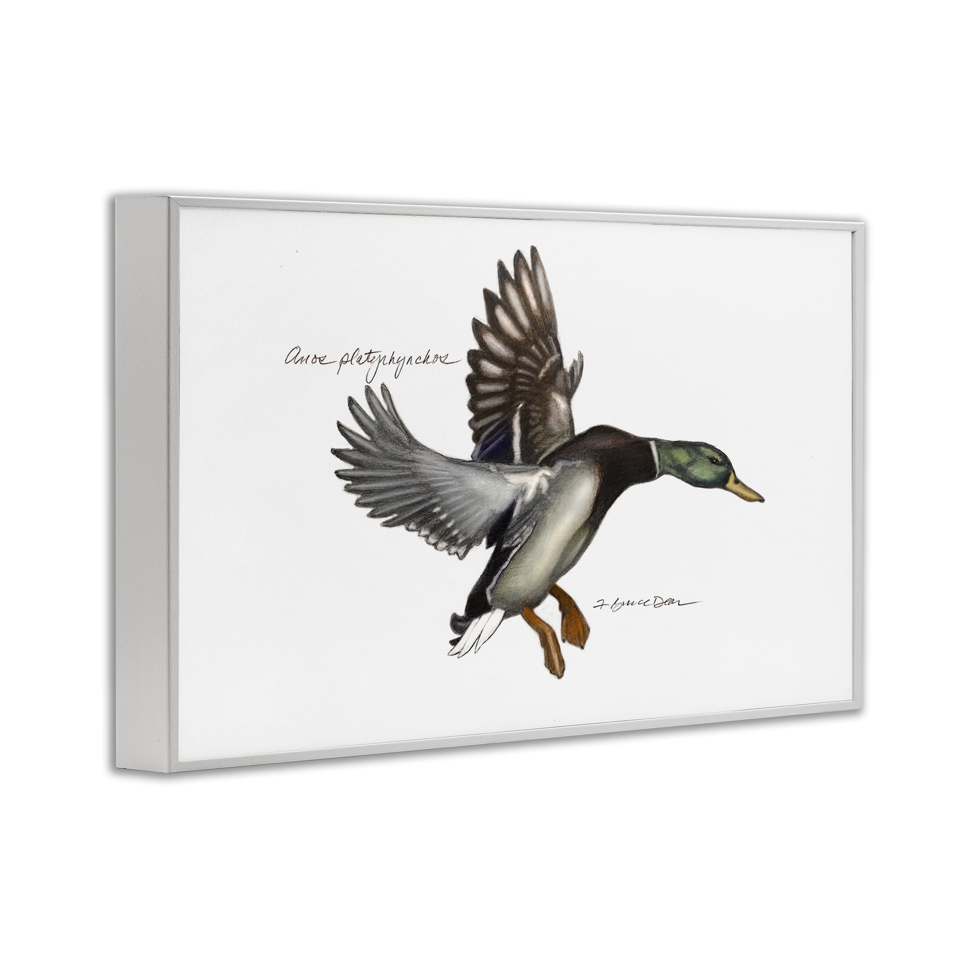 Stupell Industries Flying Mallard Duck Animals & Insects Painting White Framed Art Print Wall Art, 30 x 20