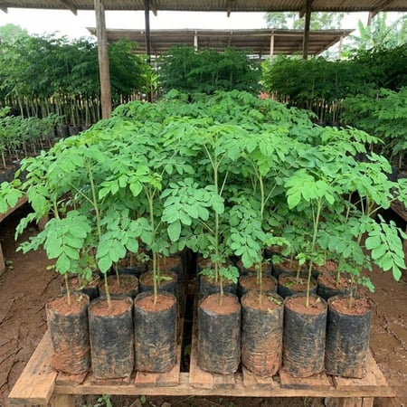02 Malunggay Moringa Trees Plants Live for Outdoor Growing, Zones 9-11, Size 5-7" in Tall Starter Plant