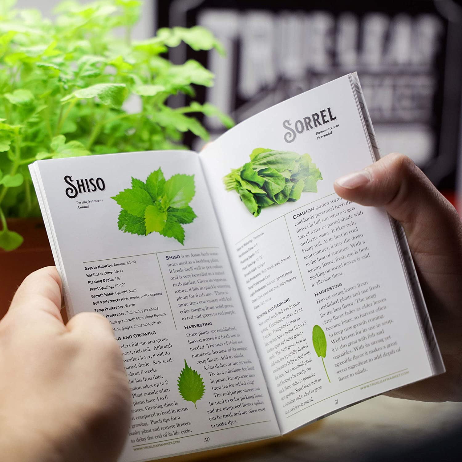Sustainable Seed Culinary Herb Seeds Collection w/ Coco Coir Pellets and Growing Guide – 10 Non-GMO Heirloom Varieties: Basil, Thyme, Rosemary, Oregano, Lavender, Sage, Cilantro, Chives, and Dill