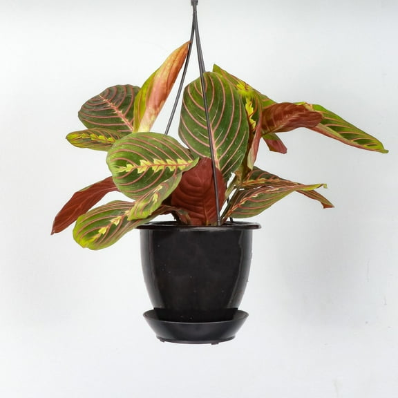 Live Red Prayer Plant - 4" Hanging Pot - Black
