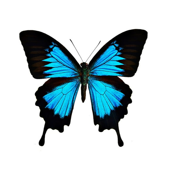 YLLSF 3D 26cm Large Size Colorful Butterfly Wall Stickers For Garden Home Decoration