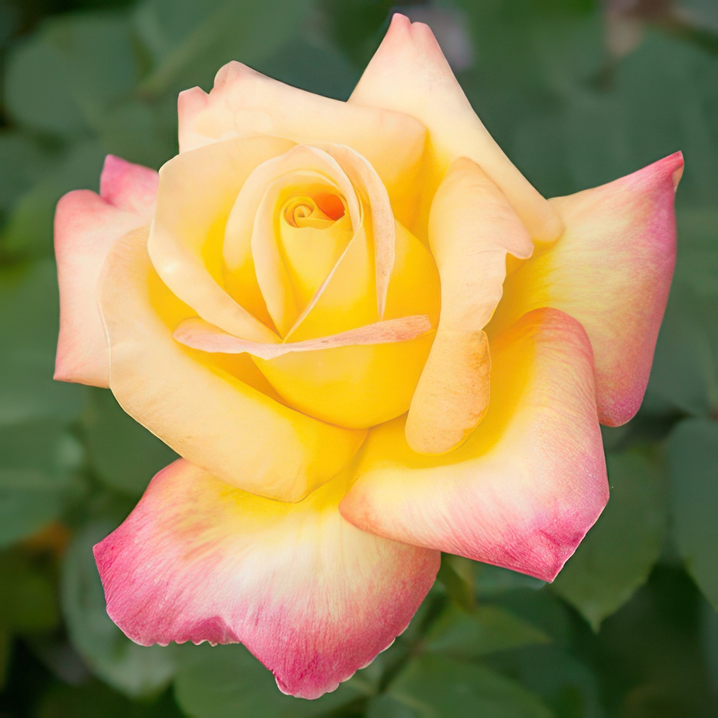 National Plant Network Bare Root Peace Rose