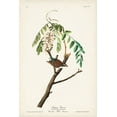 thumbnail image 2 of Audubon, John James 23x32 White Modern Wood Framed Museum Art Print Titled - Pl. 104 Chipping Sparrow, 2 of 4