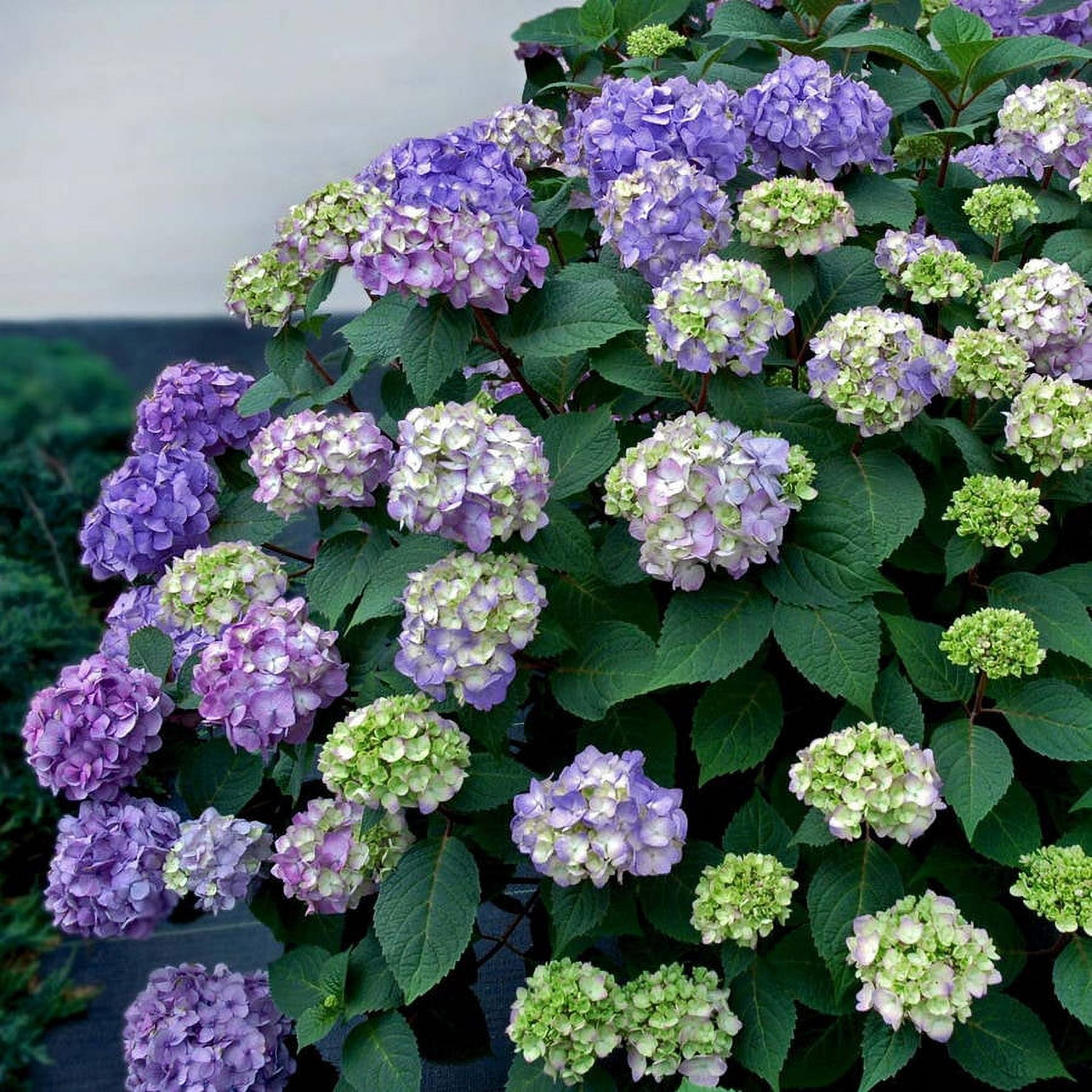 Endless Summer BloomStruck Reblooming Hydrangea Live Shrub in 2-Gallon Grower Pot