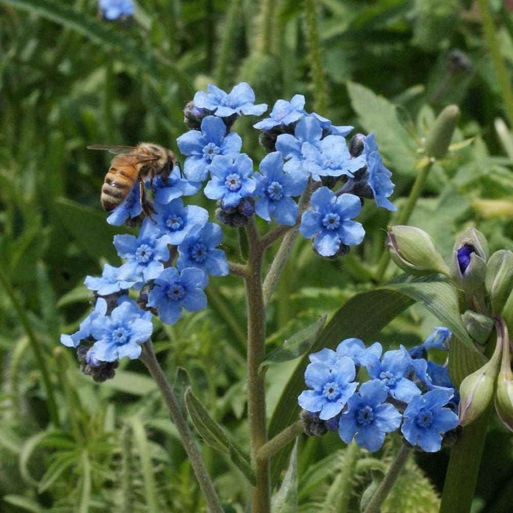 Chinese Forget Me Not Seeds - Cynoglossum Amabile Flower Seed - 5 LBS