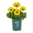 thumbnail image 2 of Better Homes & Gardens 1QT Yellow Gerbera Daisy Live Annual Plant Sun 5-Pack, 2 of 6