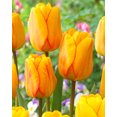 thumbnail image 1 of Bulbe de fleur vivace hybride TASC Tulip « Blushing Apeldoorn » (type Darwin), 1 of 2