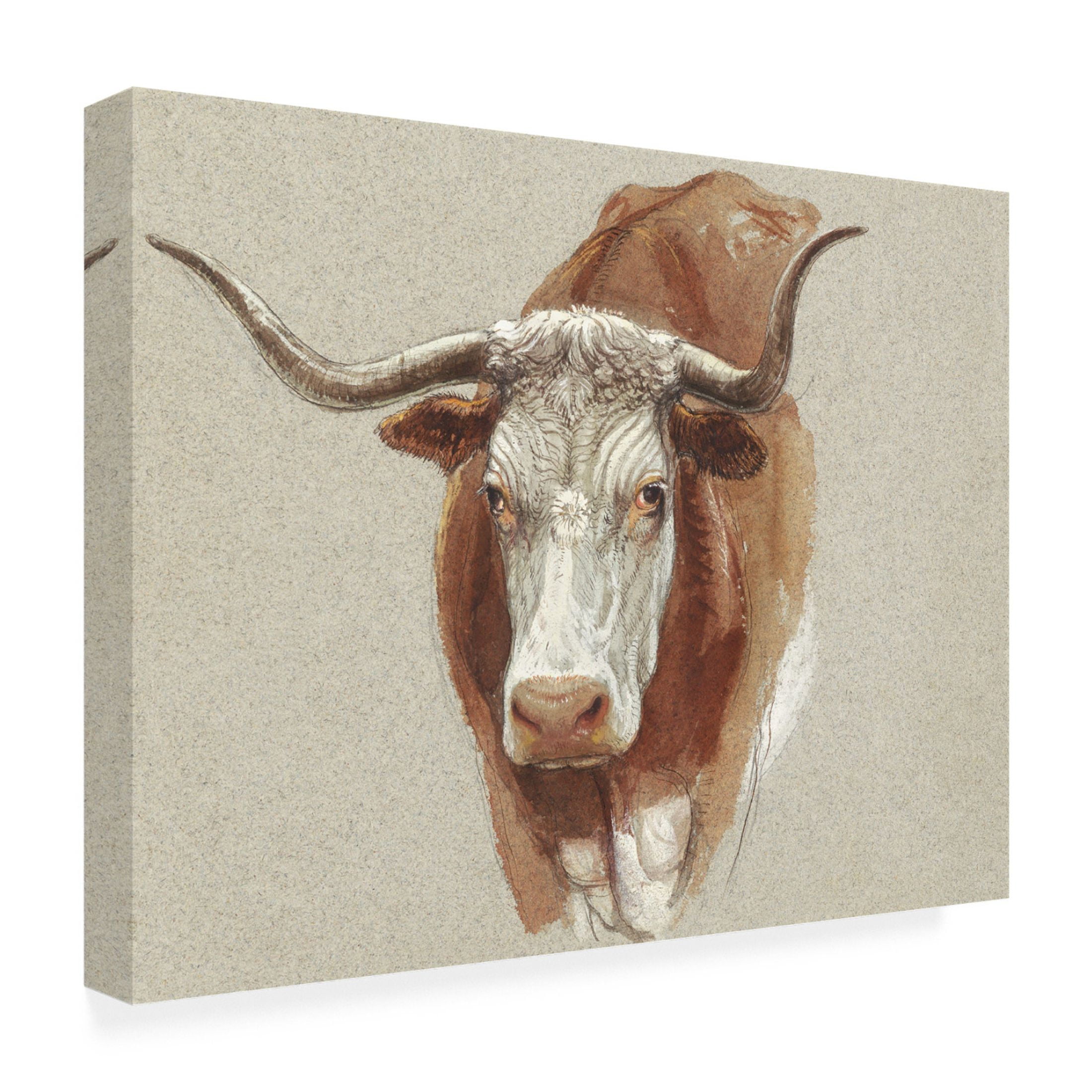 Trademark Fine Art Samuel Colman  Colman Cow Portrait Study II Canvas Wall Art