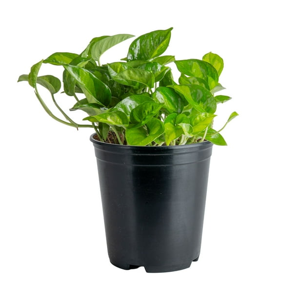Costa Farms 12" Pothos Live Plants in 5" Grower Pot