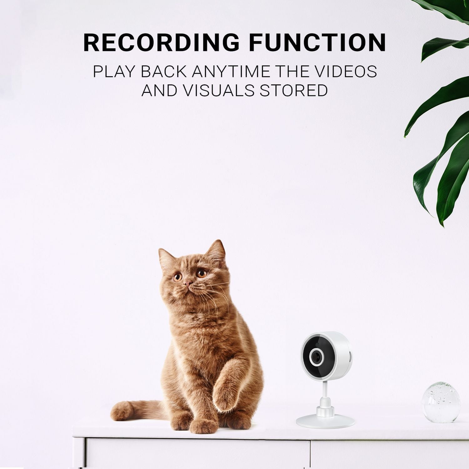 Instachew Purrsight Mini Wi-Fi HD Pet Camera, White