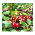thumbnail image 3 of Expert Gardener 3-4 ft tall Kristin Fruiting Cherry Live Tree in 7-Gallon Grower Pot, 3 of 6