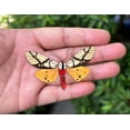 thumbnail image 6 of Framed Entomology Art Butterfly Display Dried Wing Shadow Box Curiosity Tabletop Wall Hanging Moody Gothic Home Decor Living Room Reading Space K12-14-DE, 6 of 6