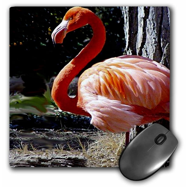 3dRose Flamingo, Mouse Pad, 8 by 8 inches - Walmart.com - Walmart.com