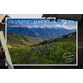 thumbnail image 3 of Olympic National Park, Washington, Hurricane Ridge, Deer Park, Lupine Press (12x18 Wall Art Poster, Room Decor), 3 of 3