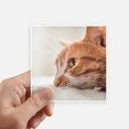 thumbnail image 1 of Animal Pur Chat Photo Photo Autocollant Carré Imperméable Autocollants Papier Peint Voiture Decal, 1 of 1