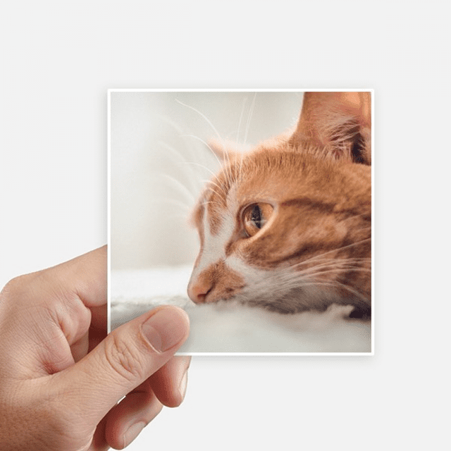 Animal Pur Chat Photo Photo Autocollant Carré Imperméable Autocollants Papier Peint Voiture Decal